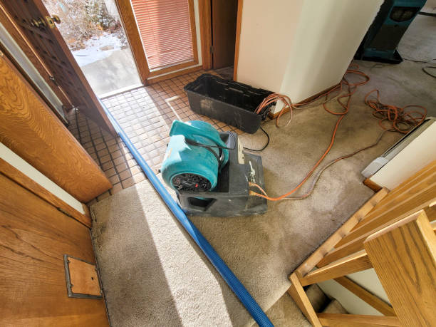 Best Professional water damage repair  in Walcott, IA