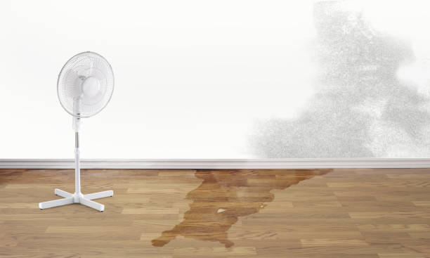 Best Fire Damage Restoration  in Walcott, IA